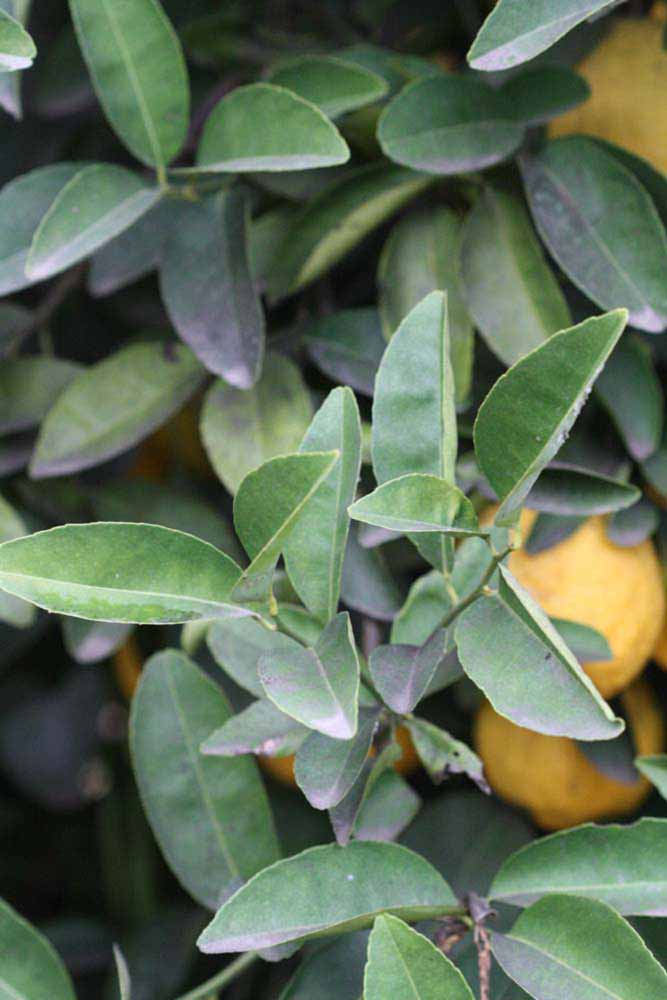            Sun leaves (Riverside, CA)   